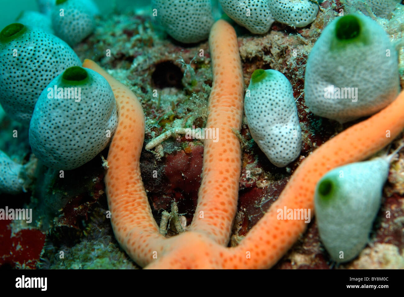 Bright orange Multi Pore Sea Star (Linckia multifora) among soft didemnum molle, Dahofanu, Baa Atoll, Maldives. Stock Photo