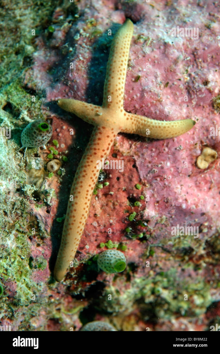 Multi Pore Sea Star (Linckia multifora) among soft didemnum molle, Dahofanu, Baa Atoll, Maldives. Stock Photo