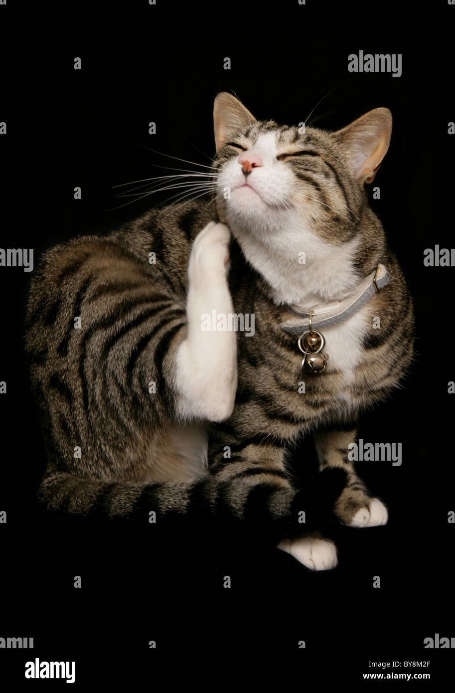 Cat tabby itching hires stock photography and images Alamy