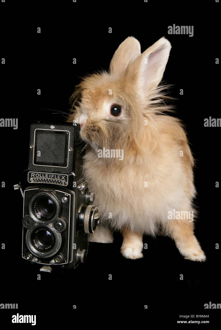 Domestic Rabbit Single adult female with old camera Studio, UK Stock Photo