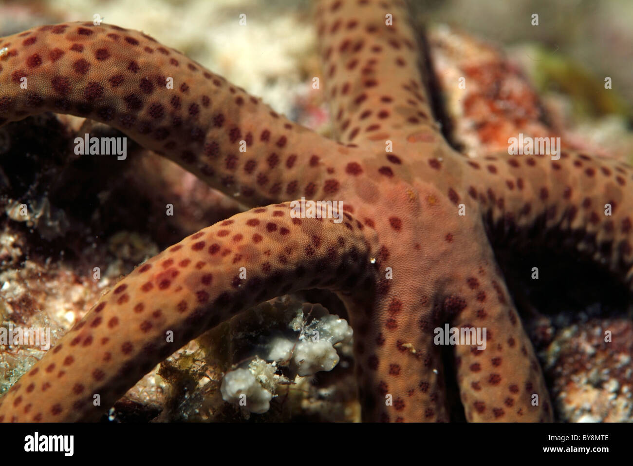 Multi Pore Sea Star (Linckia multifora) Stock Photo