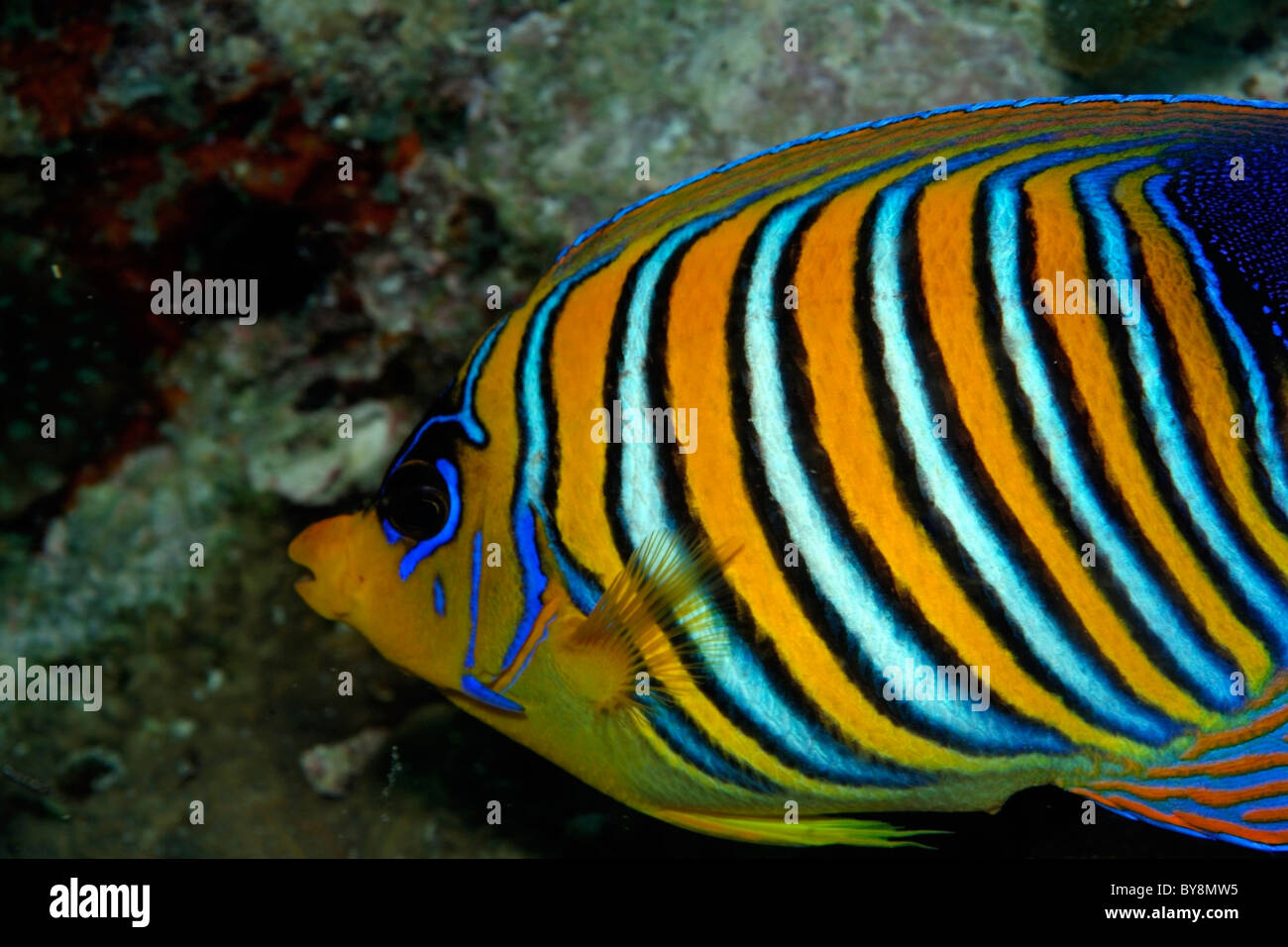 Regal Angelfish - Pygoplites diacanthus - swimming Stock Photo