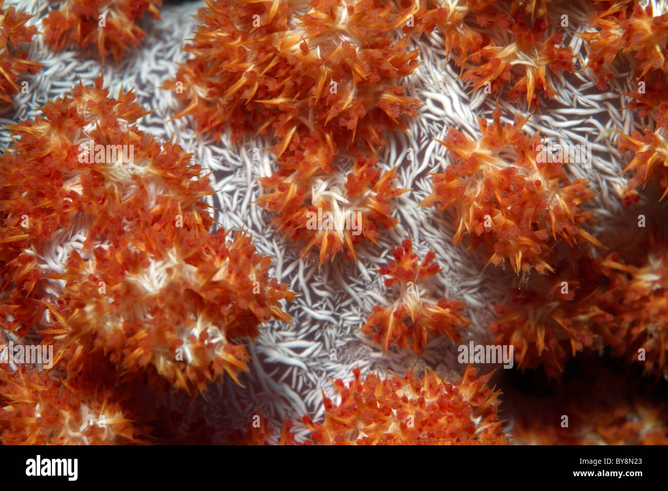 Orange spiky soft coral - Dendronephthya - Bocifushi Wreck, South Male Atoll, Maldives. Stock Photo