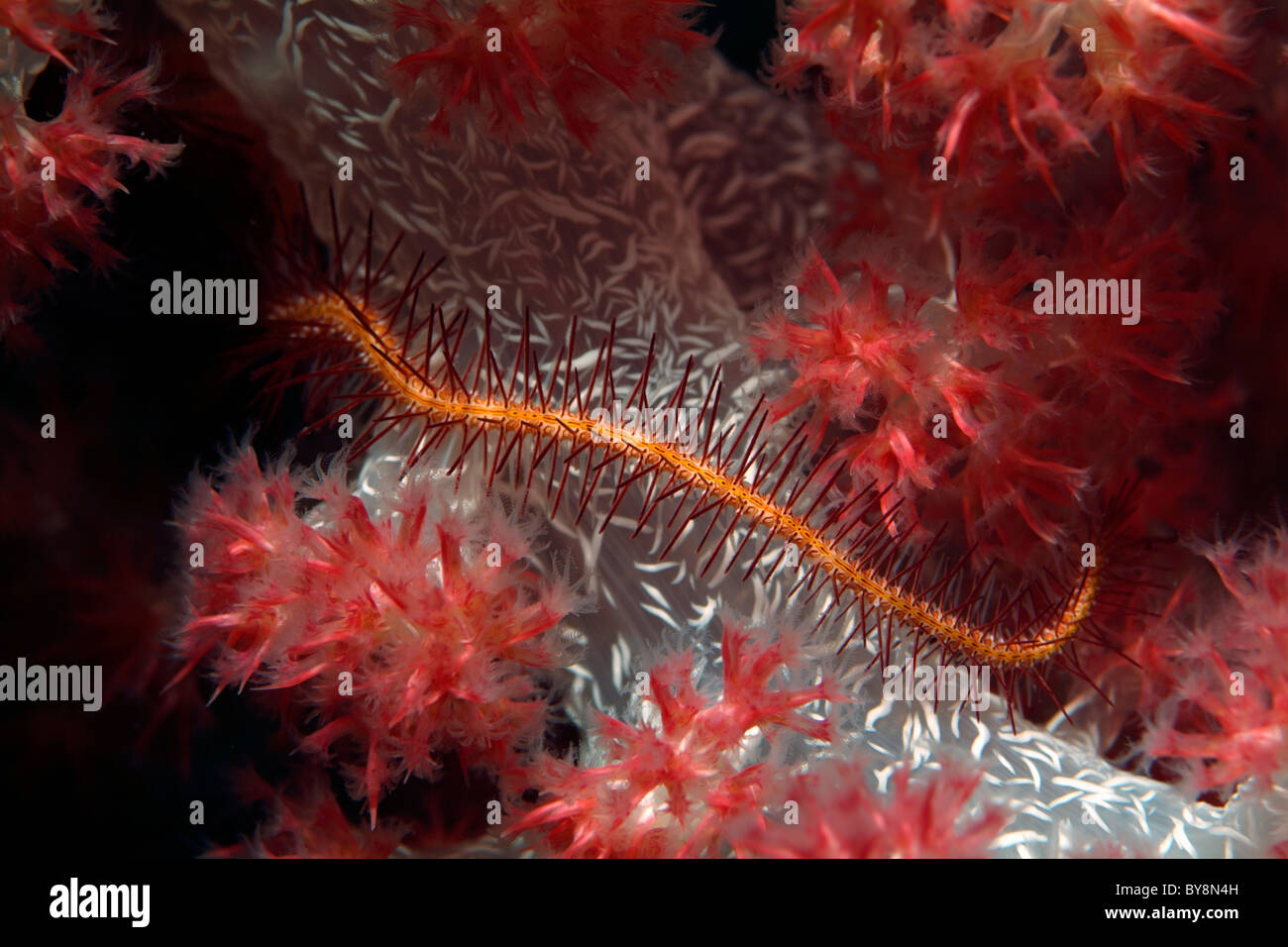 Long Arm Feather Star (Comissa) surrounded by Red spiky soft coral (Dendronephthya) in the Maldives Stock Photo