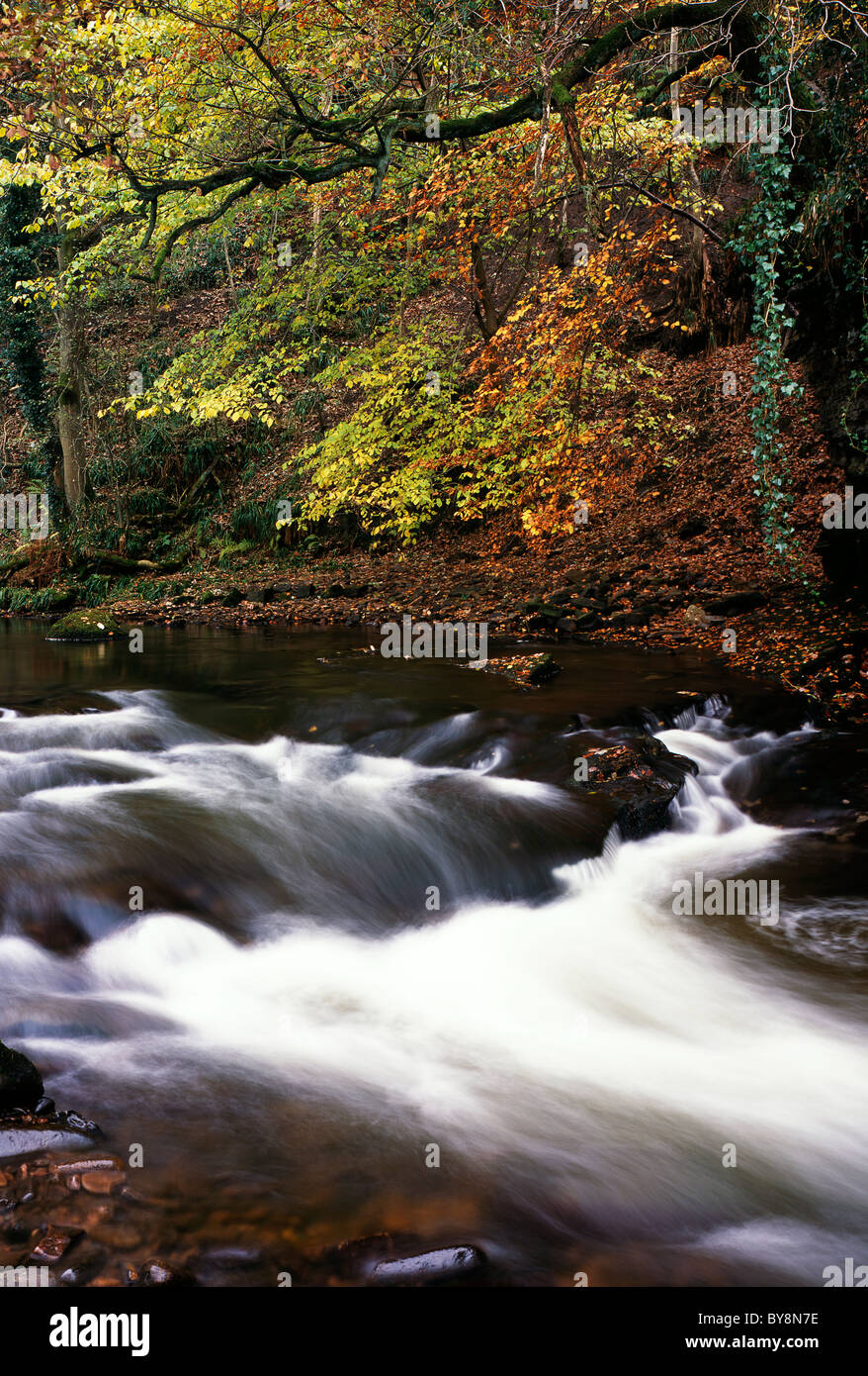 River Dane flowing in the Peak District near Wildboarclough UK Stock Photo