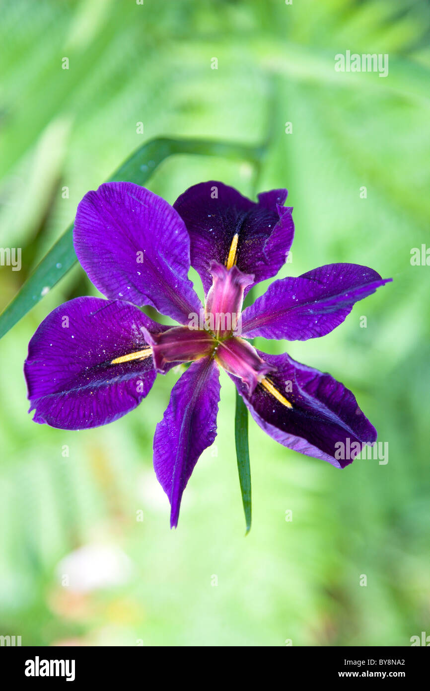 Japan Plants Aquatic Irises Purple Japanese Water Iris. Stock Photo