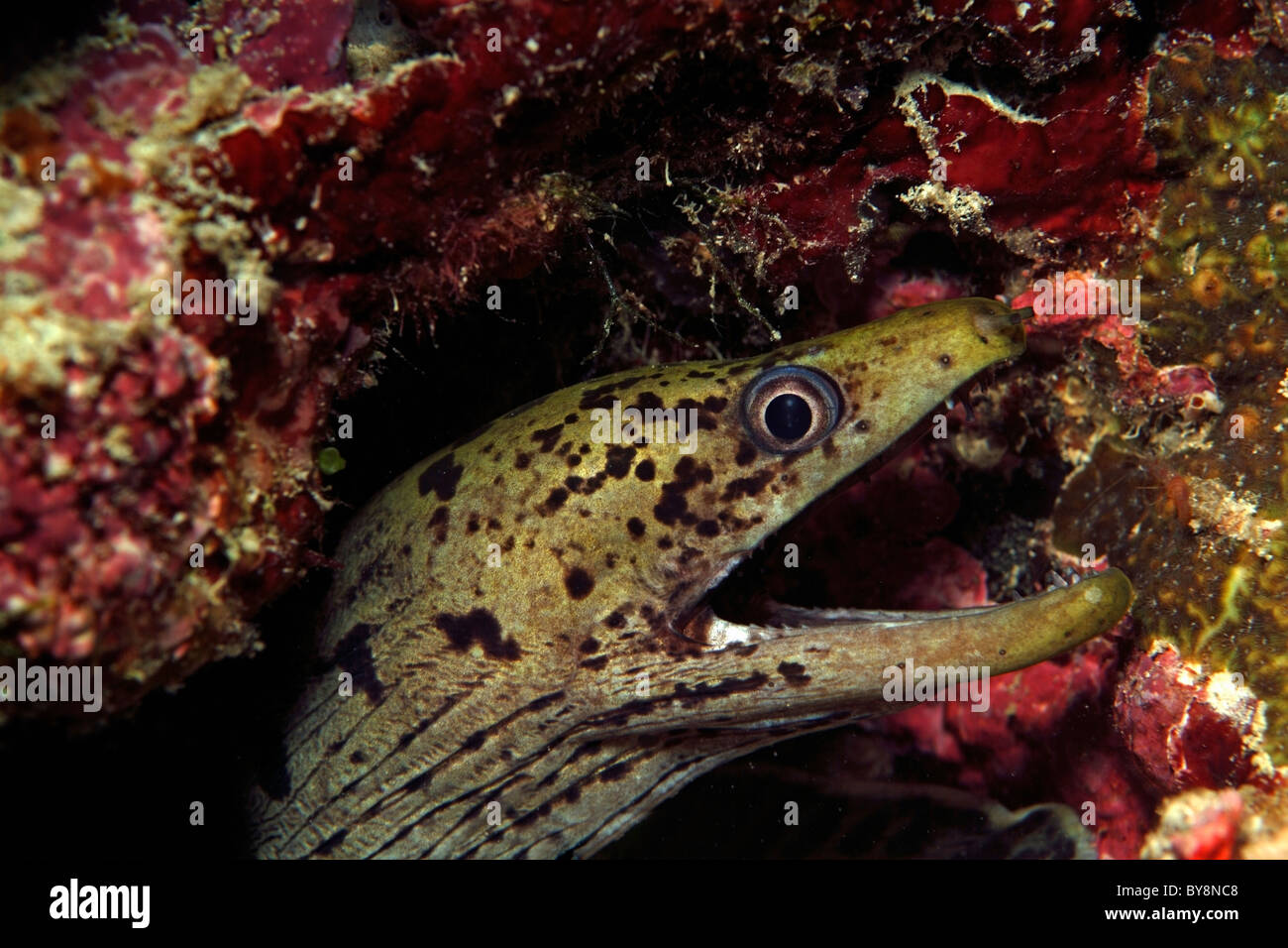 Darkspotted Moray Eel (Gymnothorax fimbriatus) peering from a hiding