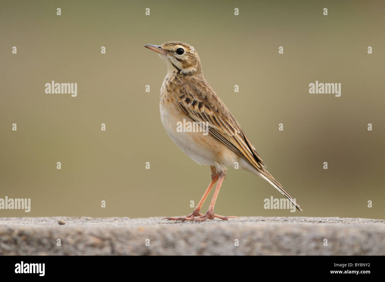 A paddy field pipit resting on a stone wall Stock Photo