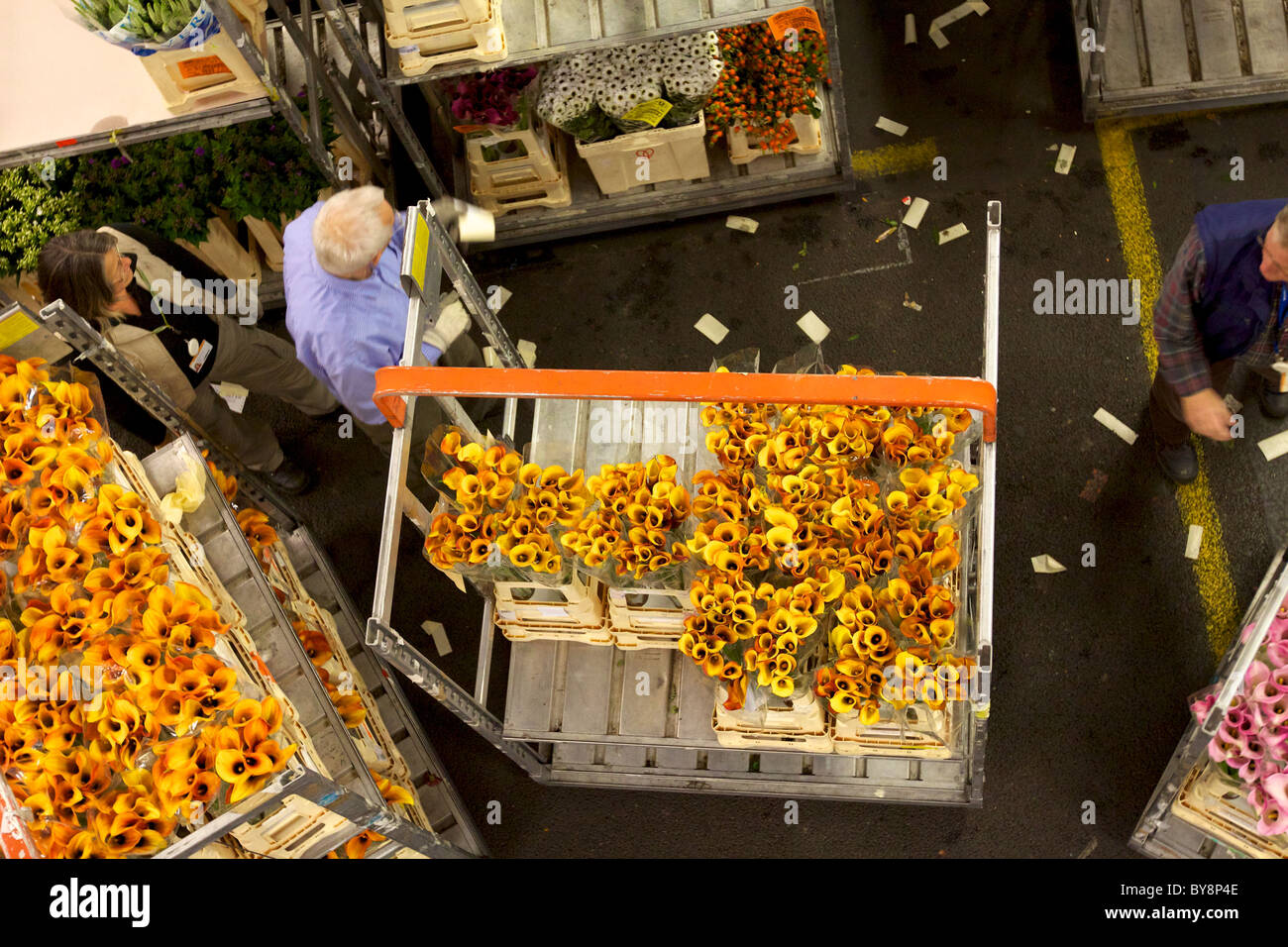 Aalsmeer Flower Auction in Holland is the largest flower auction in the world Stock Photo