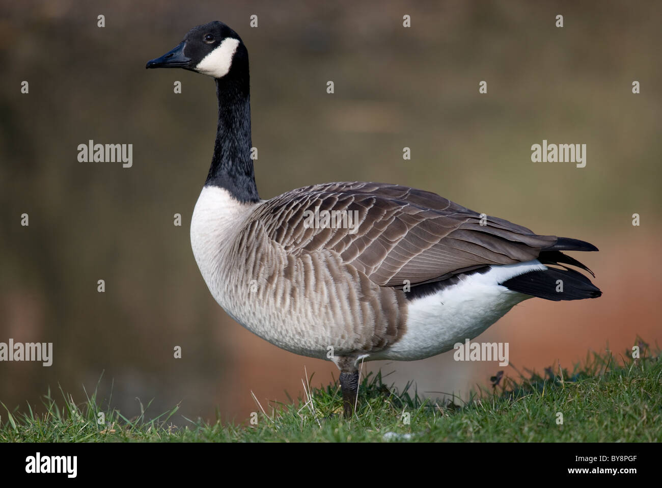 Canada Goose Branta Canadensis Portrait Of Single Adult Standing canada-goose-branta-canadensis-portrait-of-single-adult-standing