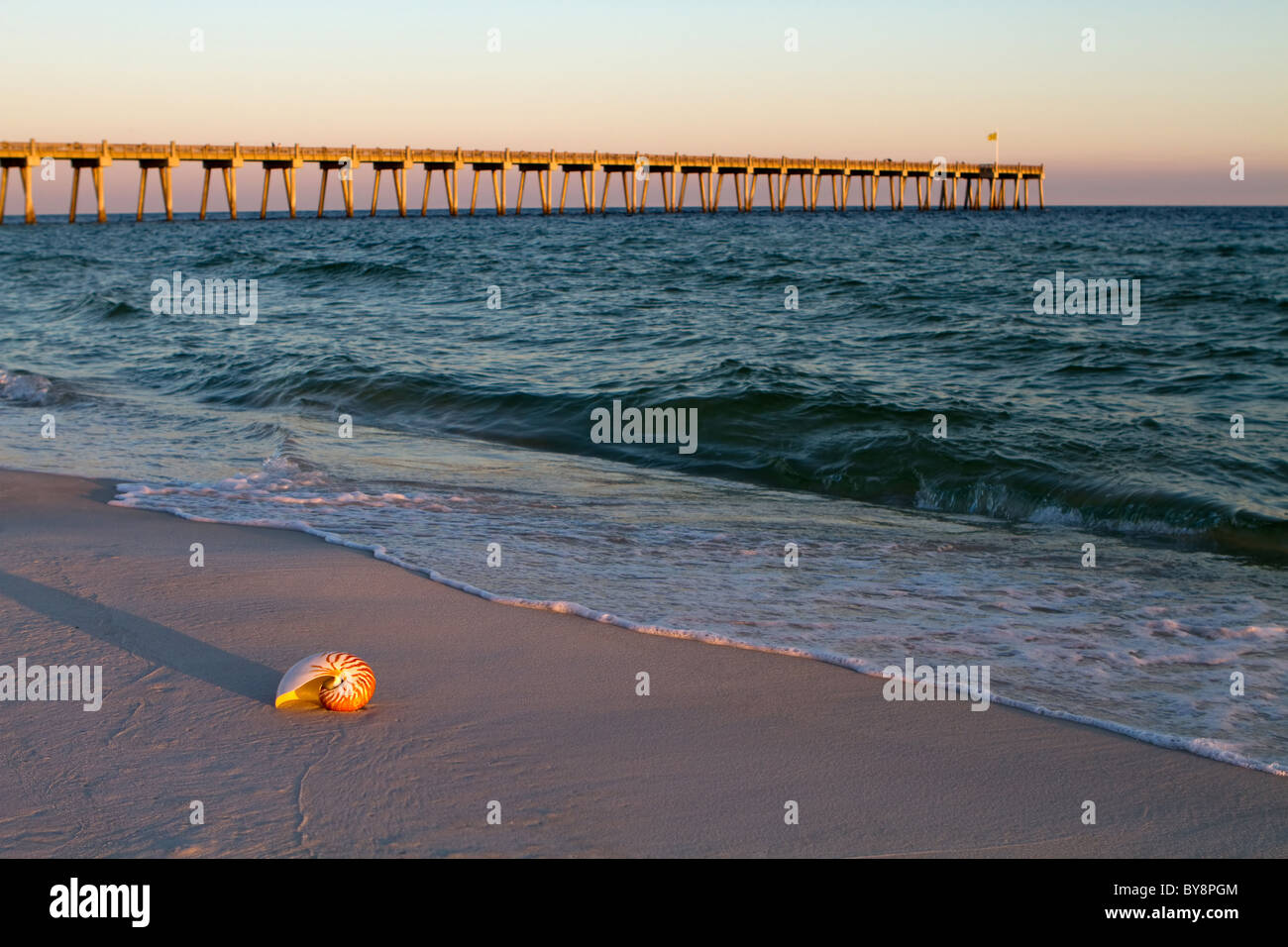 Colorful nautilus shell on the beach with a fishing pier in the background  in the Gulf of Mexico Stock Photo - Alamy