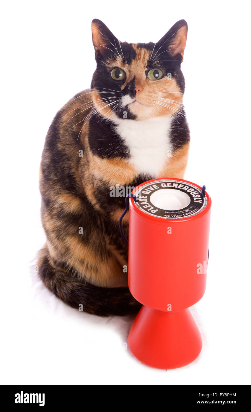 Domestic Cat Single adult female with charity collection tin Studio, UK Stock Photo