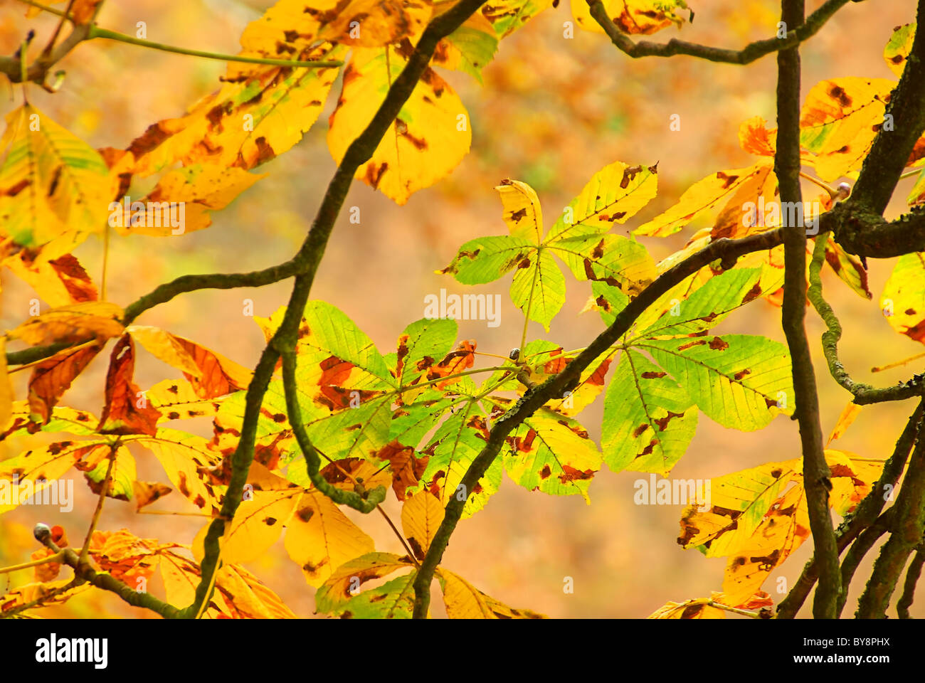 Kastanienlaub - buckeye leaf cluster 01 Stock Photo