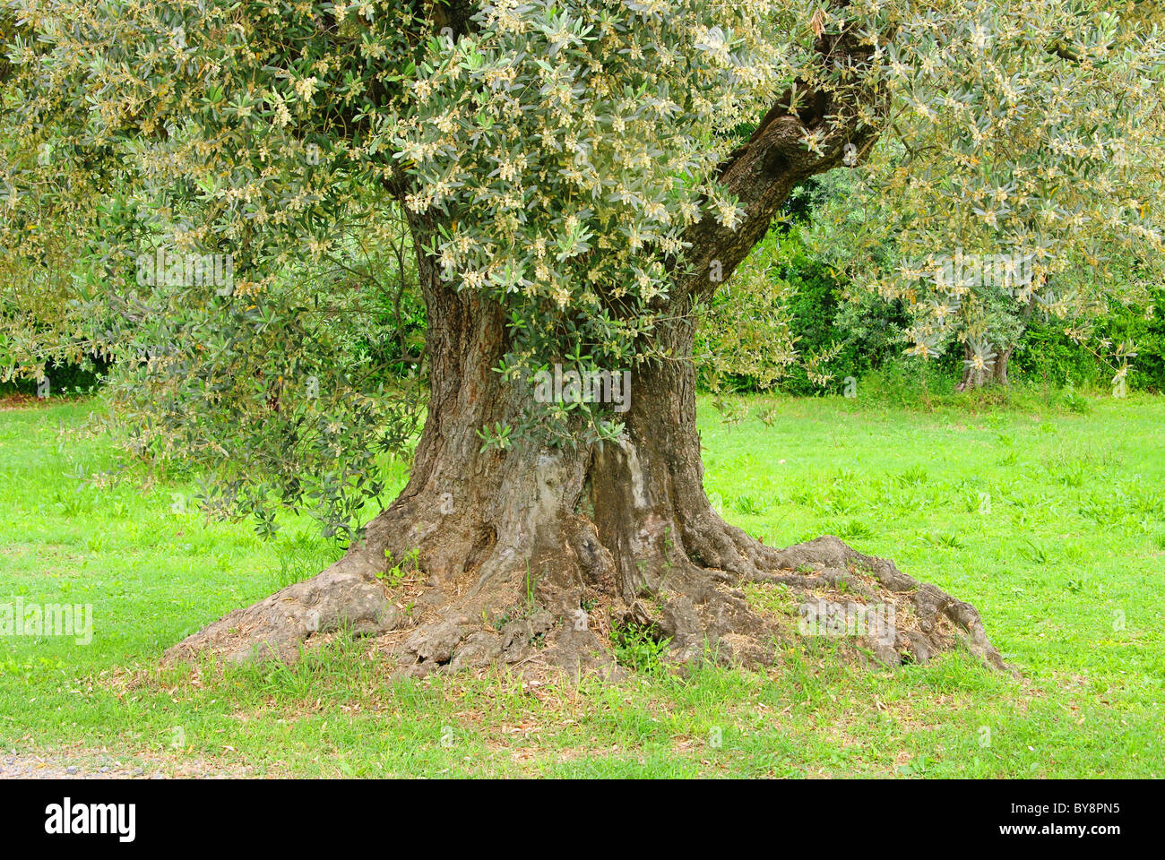 Olivenbaum Stamm - olive tree trunk 14 Stock Photo