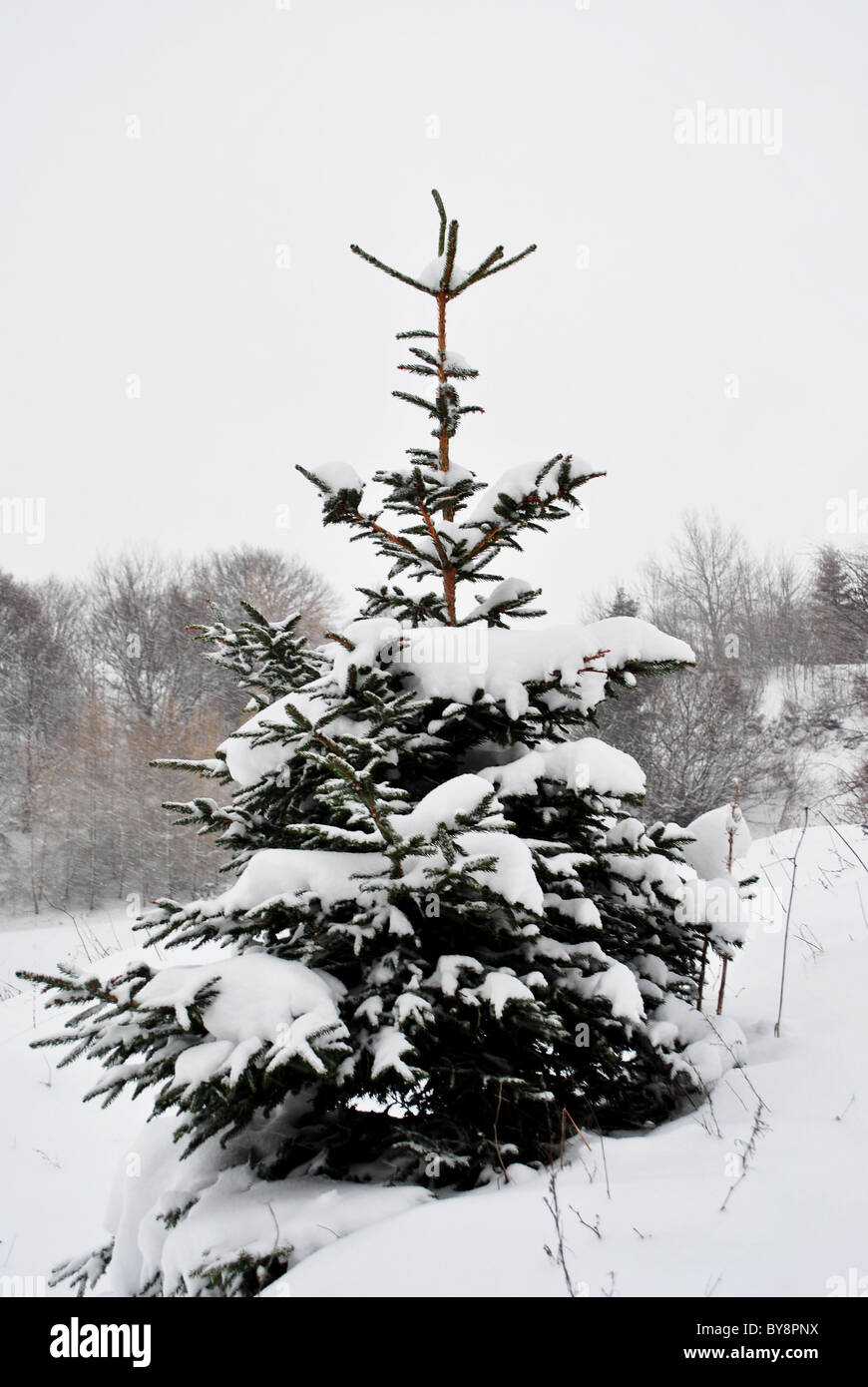 larch and pine trees in winter with snow Stock Photo - Alamy
