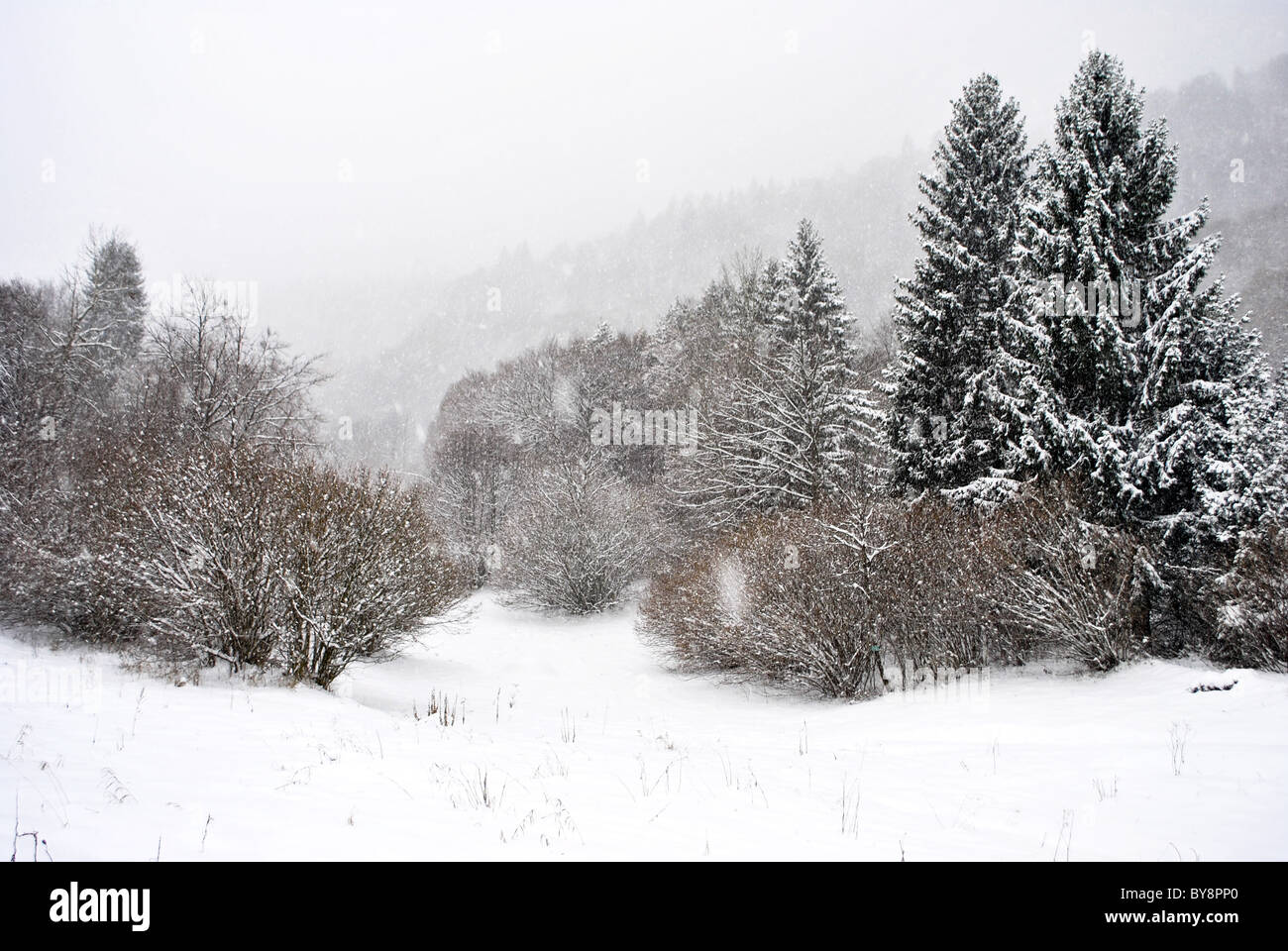 larch and pine trees in winter with snow Stock Photo - Alamy