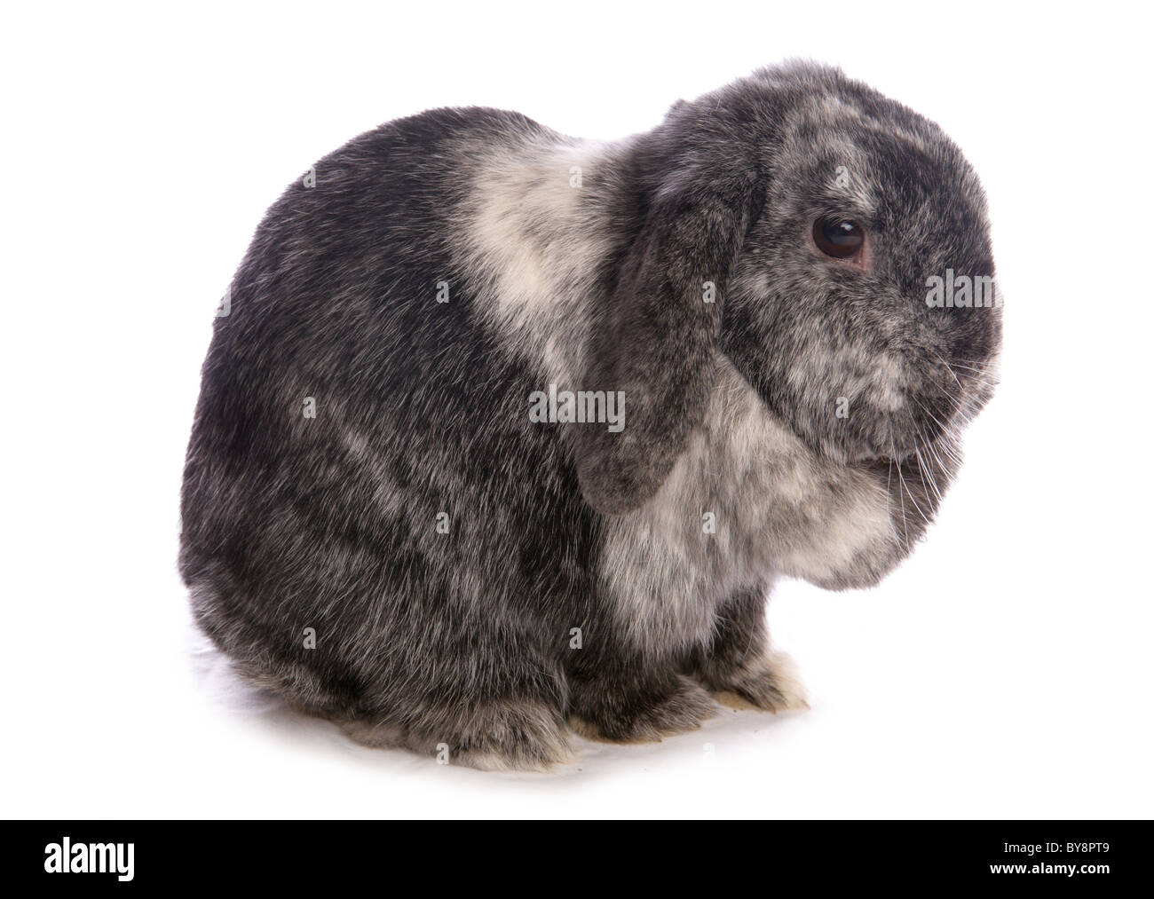 adult female rabbit