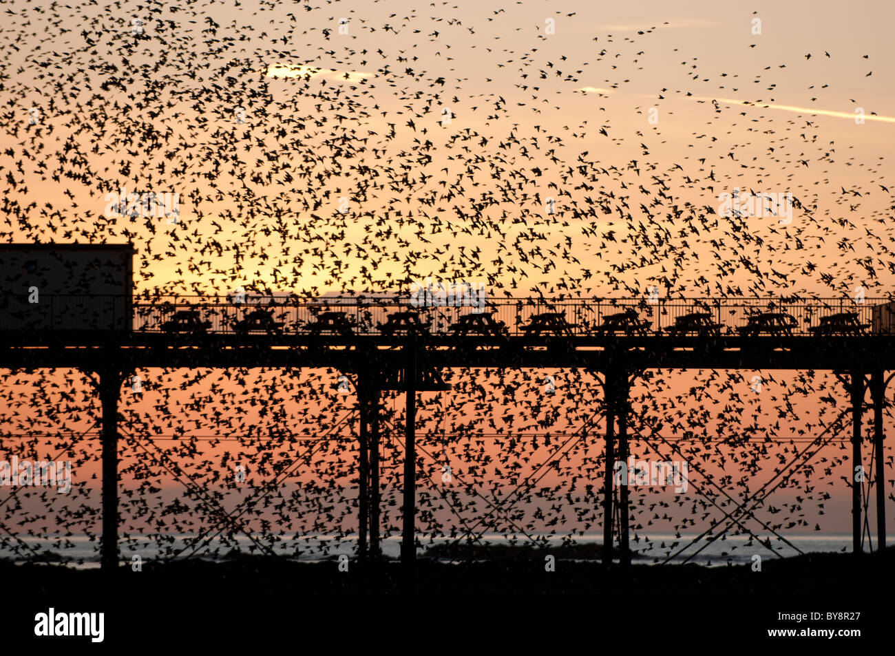 A flock of starlings roosting at Aberystwyth pier, Ceredigion, West Wales UK Stock Photo