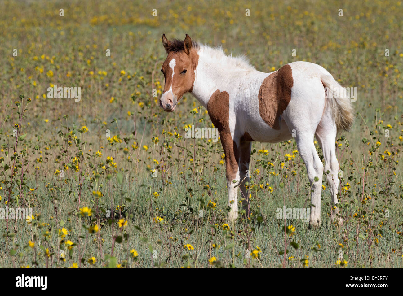 Pinto Mustang Colt in Wildflowers, Monero, New Mexico Stock Photo