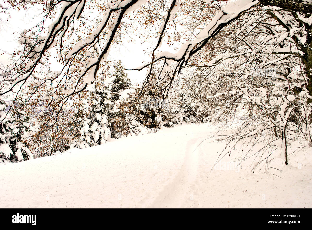 the snow-covered view of the larch forest Stock Photo - Alamy