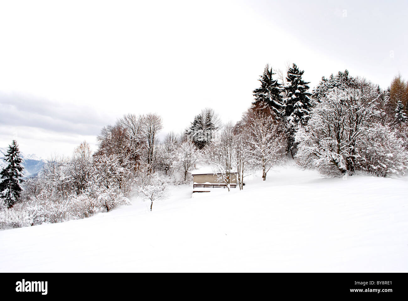 winter landscape with trees covered in snow Stock Photo - Alamy