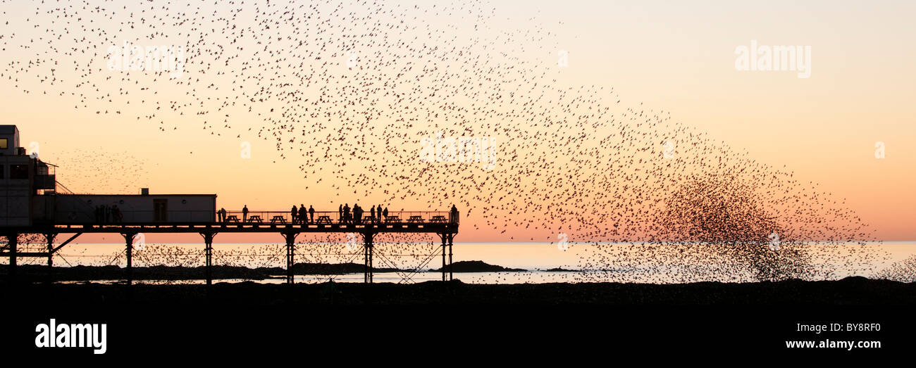 a flock of starlings roosting at sunset over Aberystwyth pier, Cardigan Bay west wales UK Stock Photo