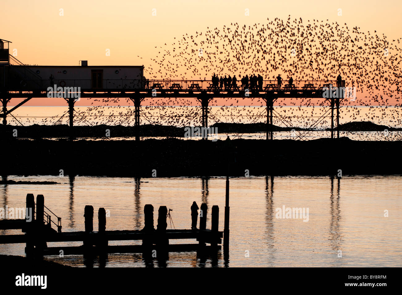 a flock of starlings roosting at sunset over Aberystwyth pier, Cardigan Bay west wales UK Stock Photo