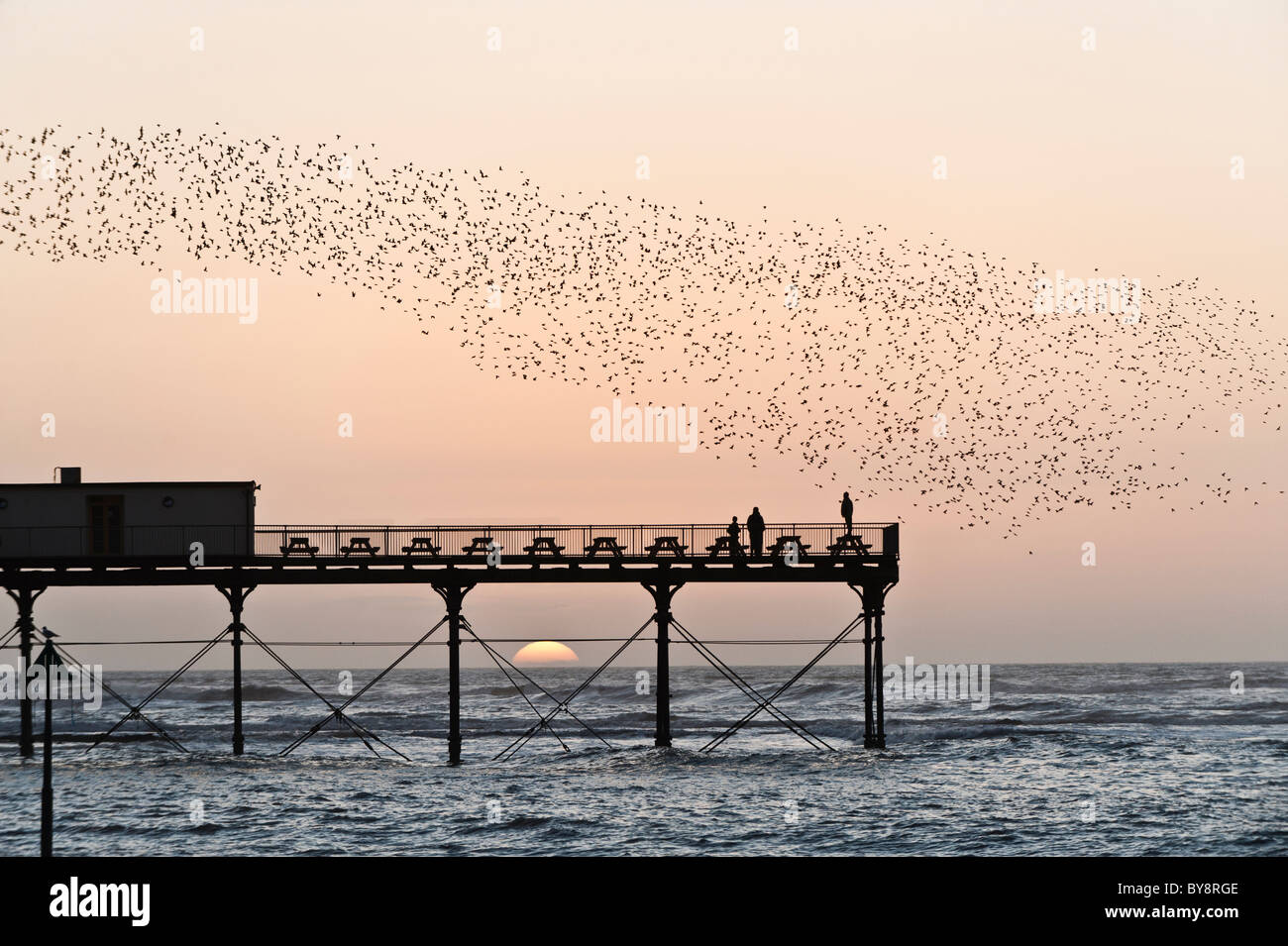 A flock of starlings roosting on Aberystwyth pier at sunset, west wales UK Stock Photo