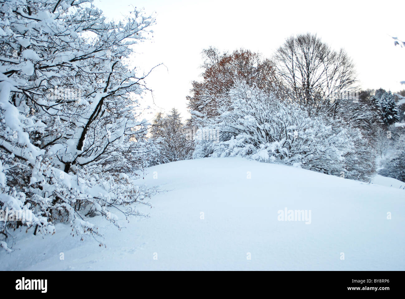 winter landscape with trees covered in snow Stock Photo - Alamy
