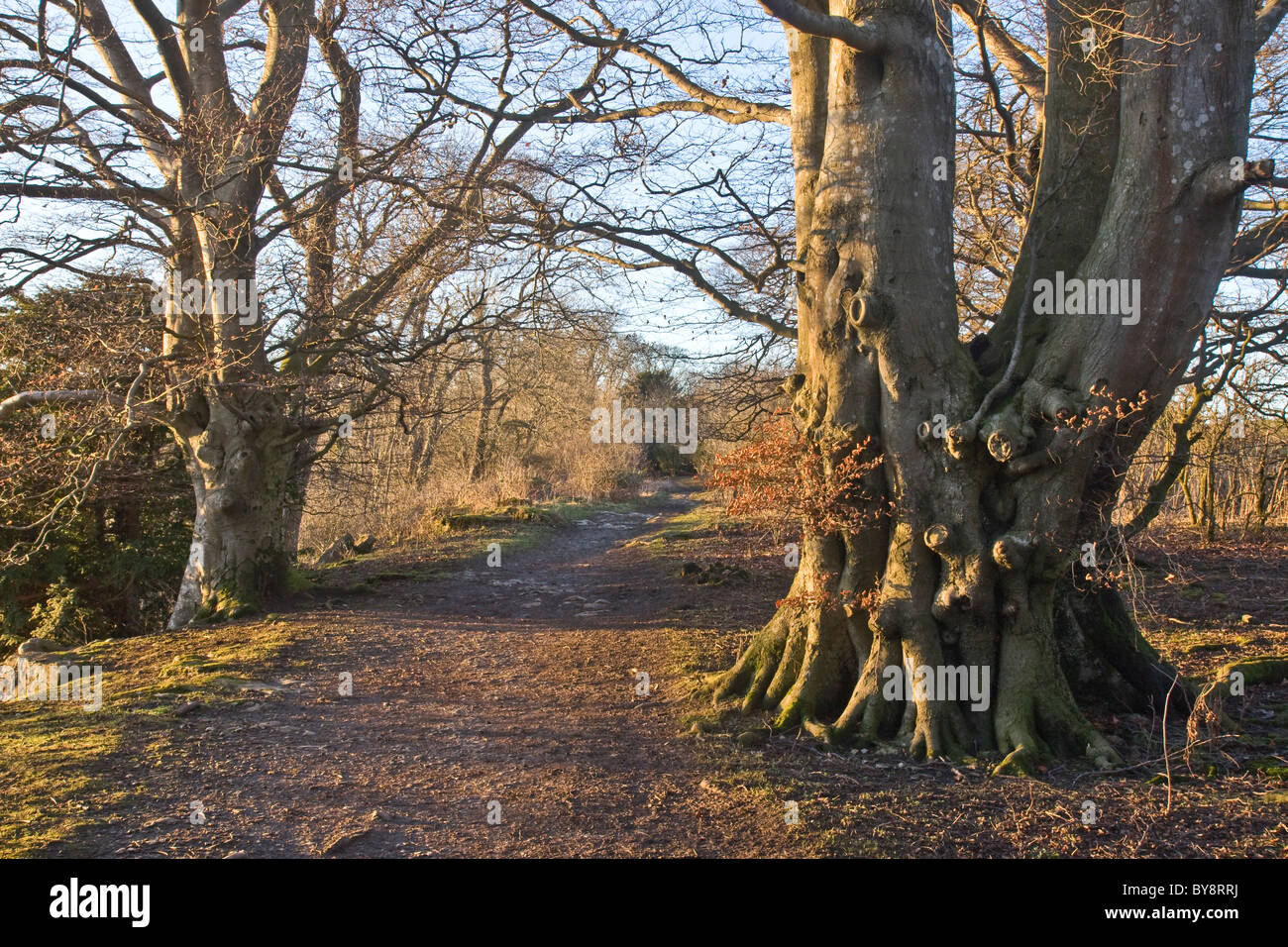 Woodland walk along The Shawl, Leyburn, Wensleydale. Nobody in the picture. Stock Photo