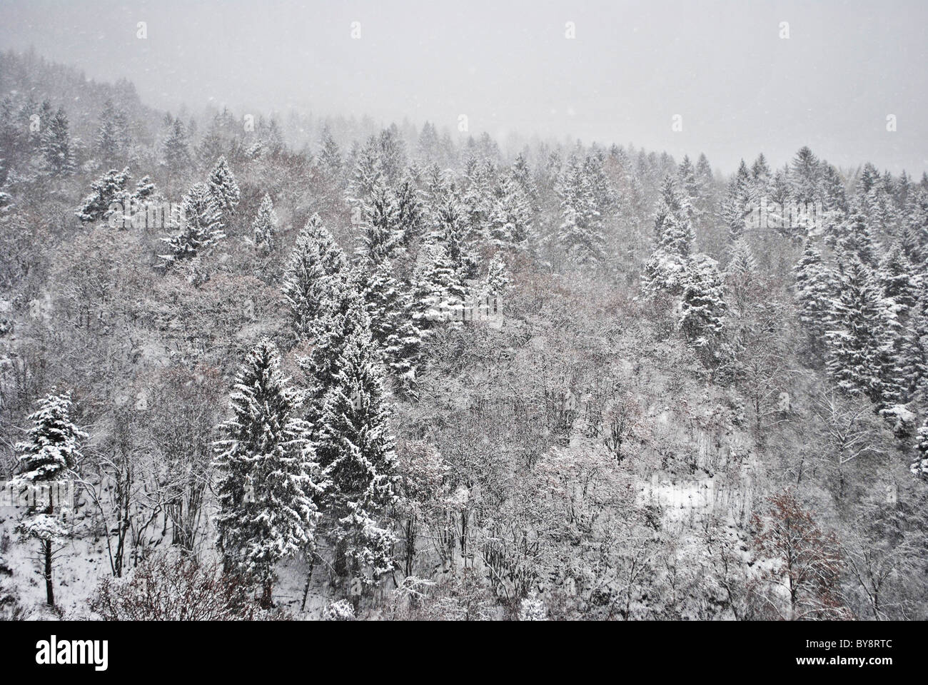 larch and pine trees in winter with snow Stock Photo - Alamy