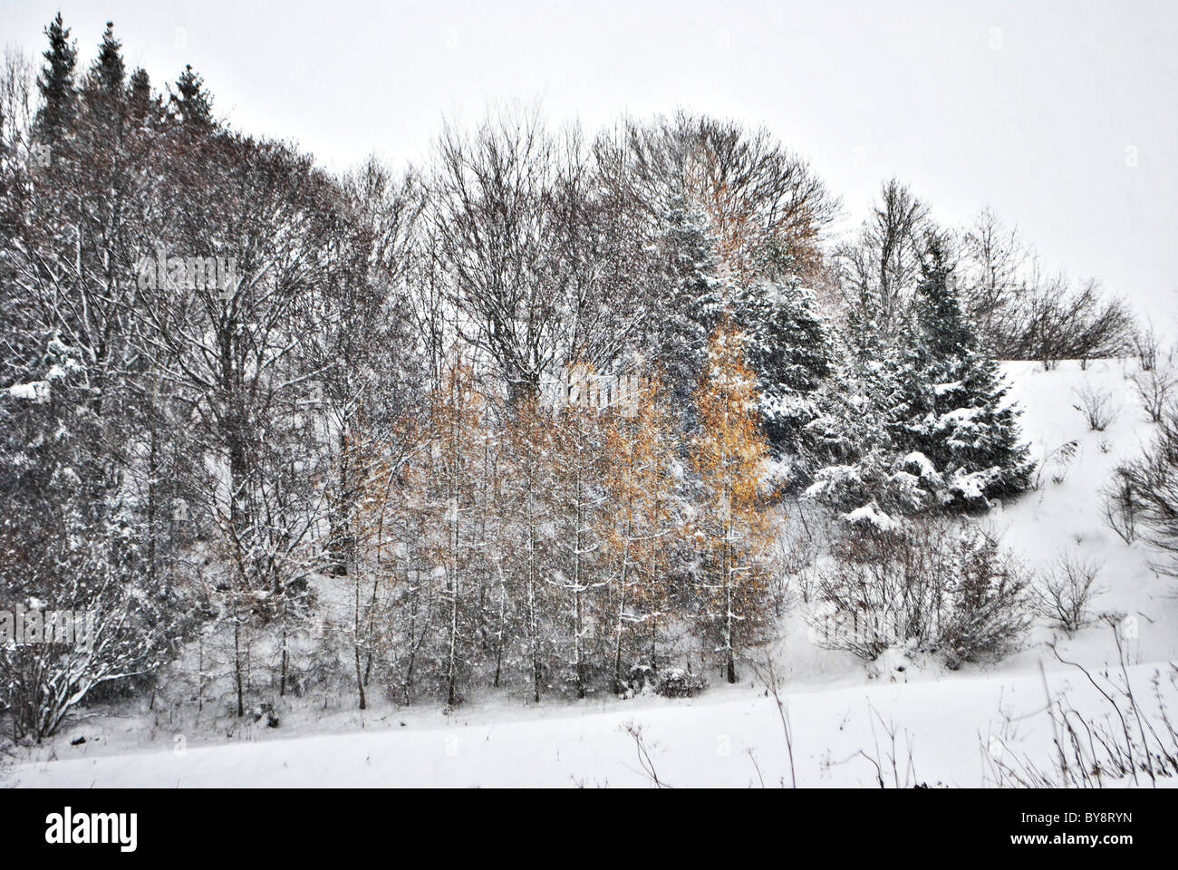 larch and pine trees in winter with snow Stock Photo - Alamy