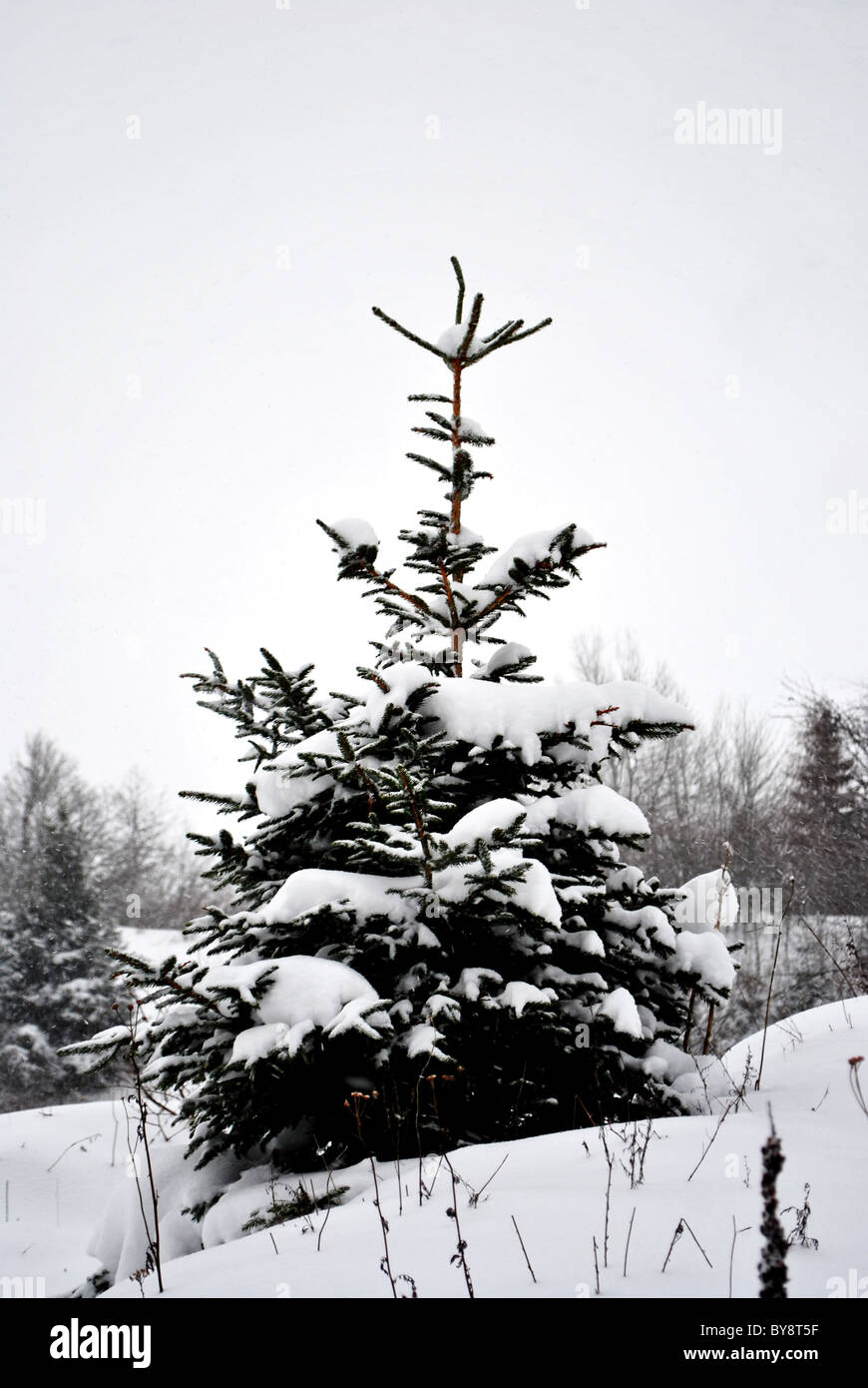 larch and pine trees in winter with snow Stock Photo - Alamy