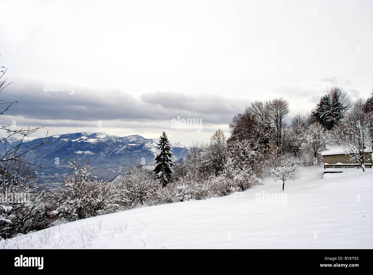 pine tree covered with fresh snow Stock Photo - Alamy