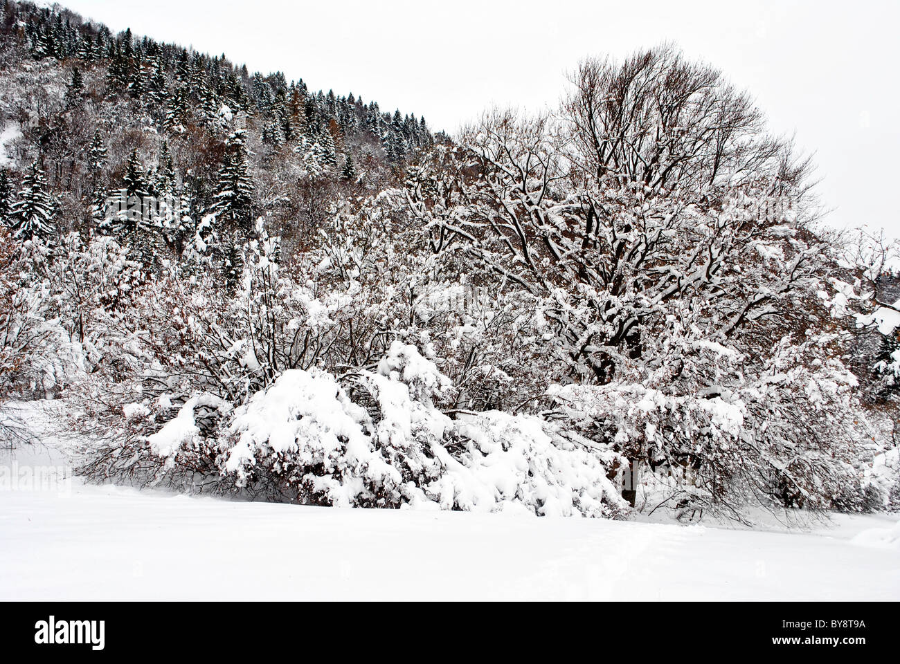 pine tree covered with fresh snow Stock Photo - Alamy