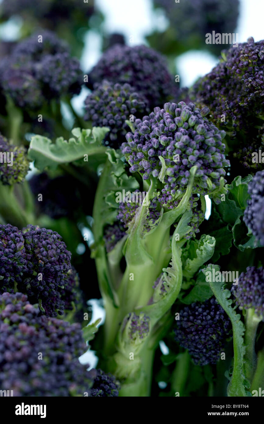 Brasica hires stock photography and images Alamy