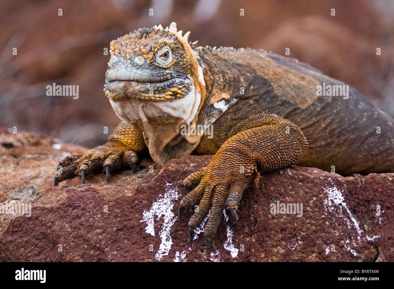 Land Iguana Conolophus subcristatus North Seymor The Galapagos Islands Stock Photo