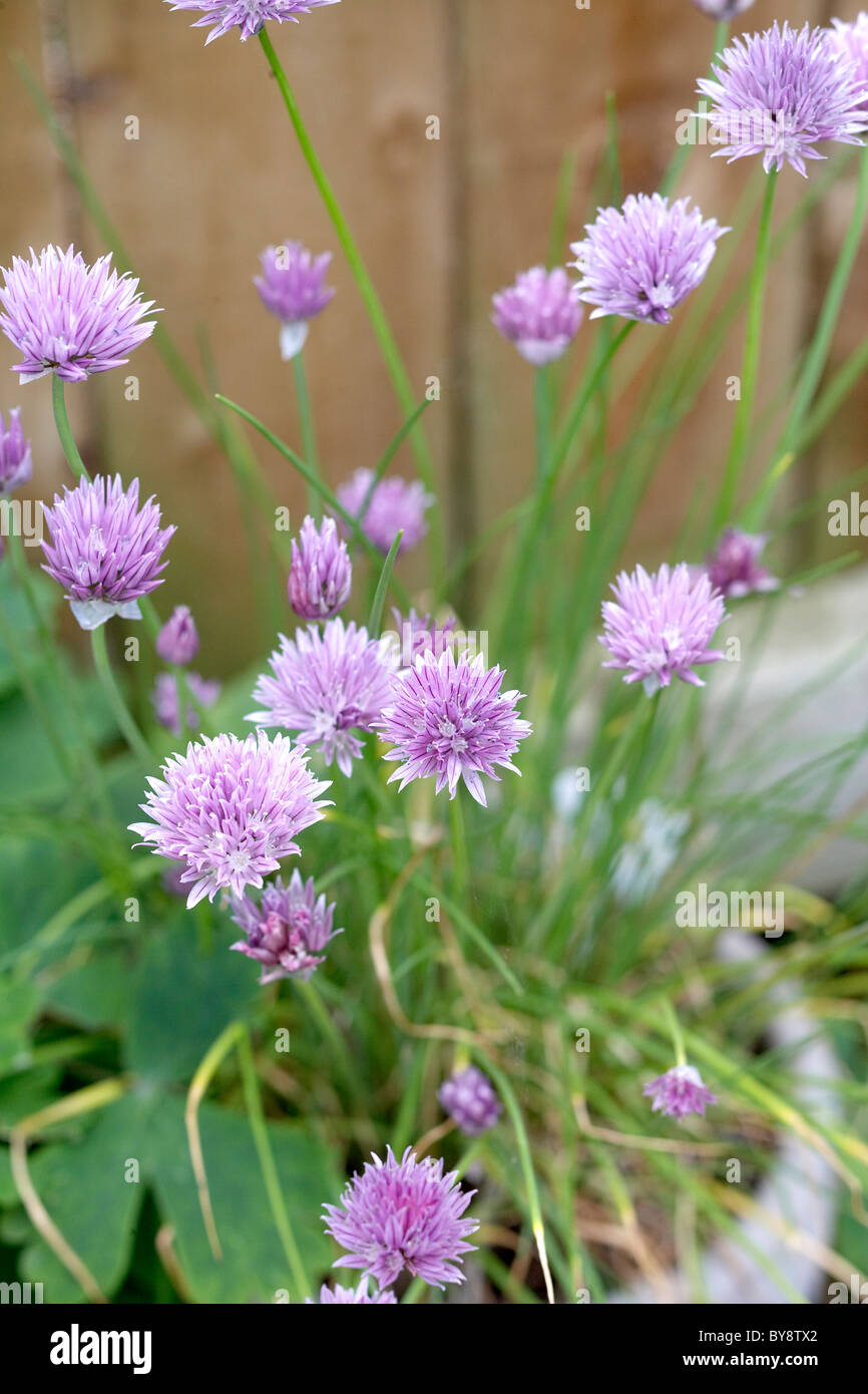 Flowering chives growing in pot Stock Photo