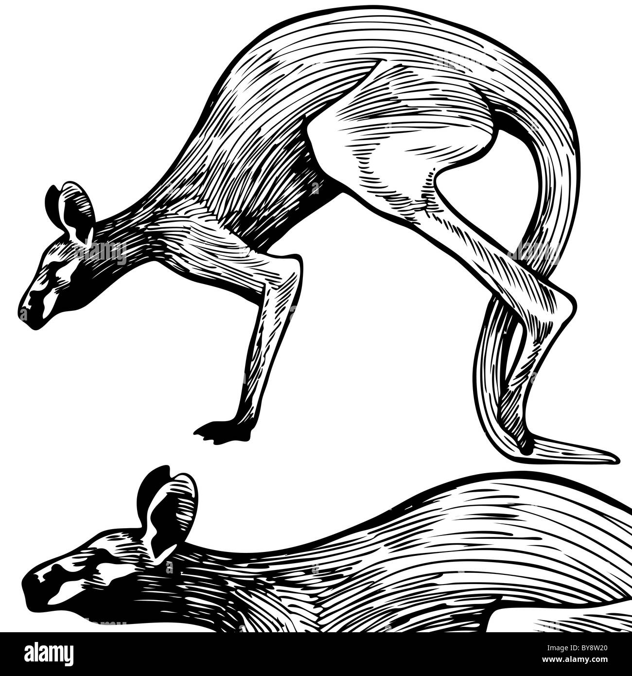 An image of a bouncing mammal Stock Photo Alamy