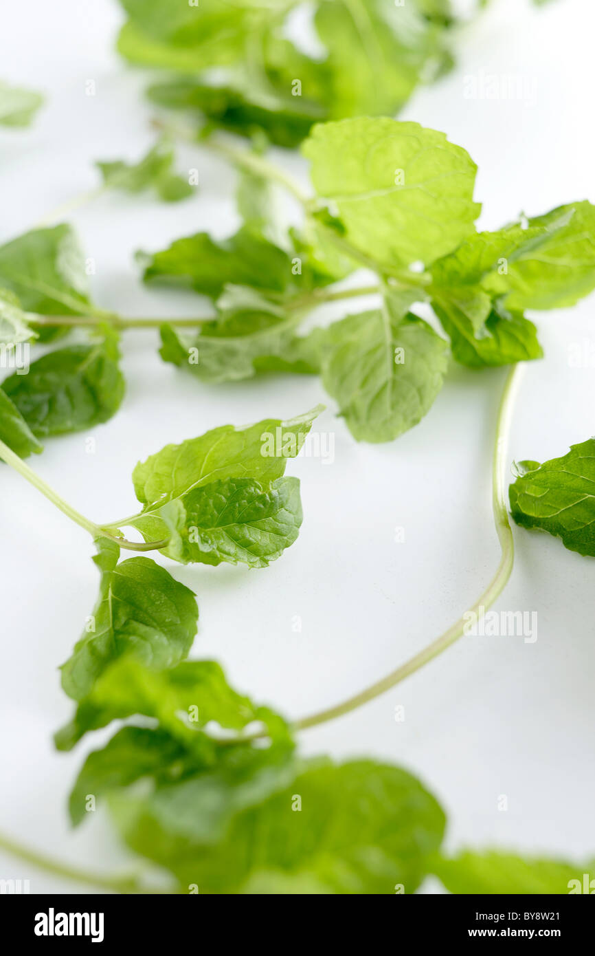 Mint leaves on white background Stock Photo