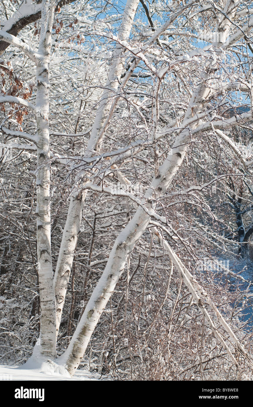 Snowy trees in Boston MA. Stock Photo