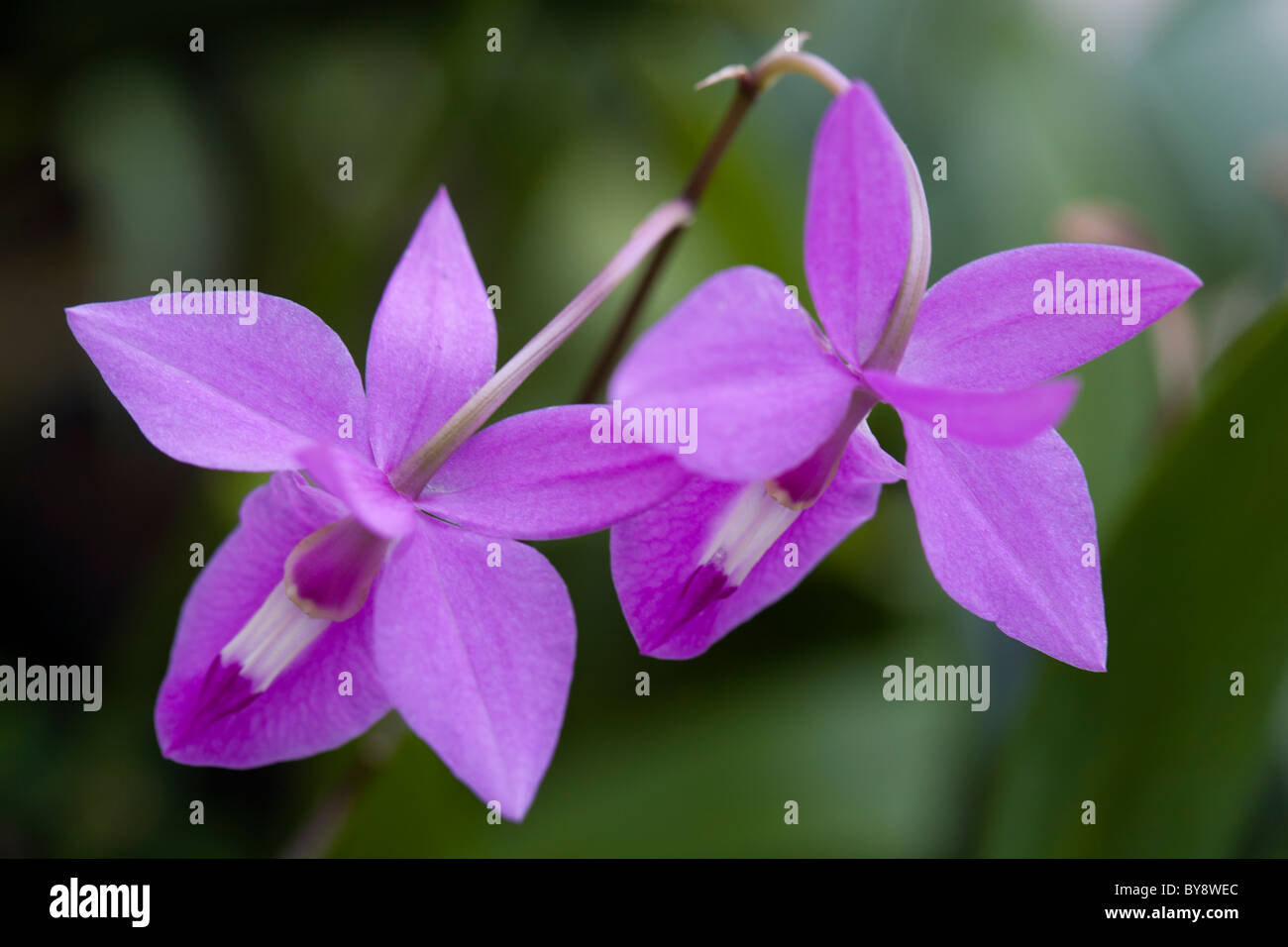 Orchid Barkeria Lindleyana Stock Photo