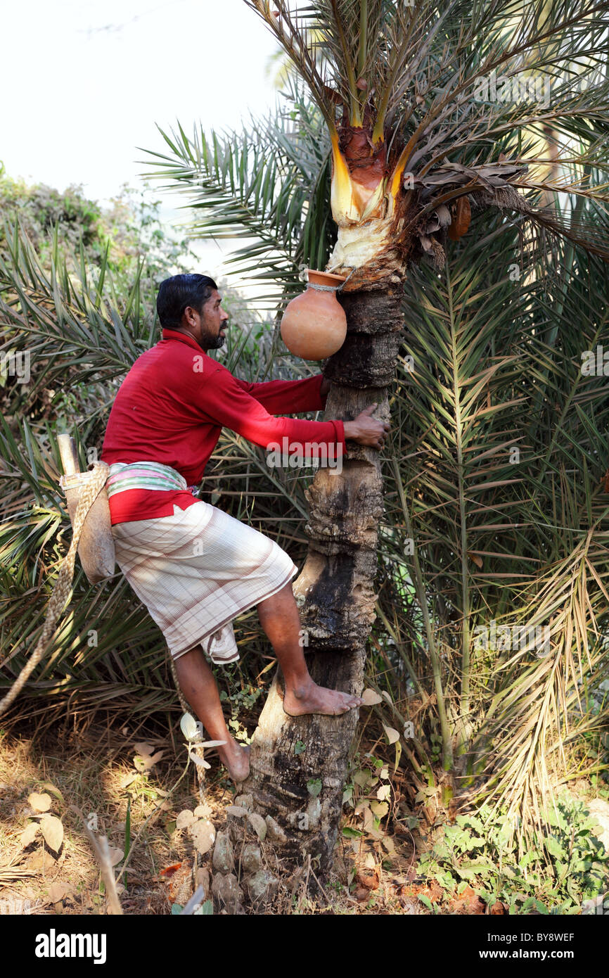 man climbing a palm tree in Bangladesh Asia Stock Photo Alamy