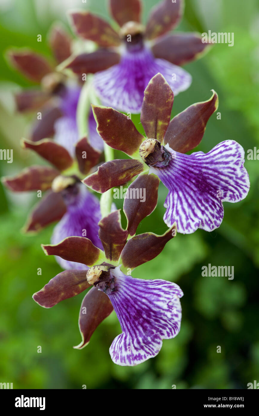 Orchid Zygopetalum Stock Photo