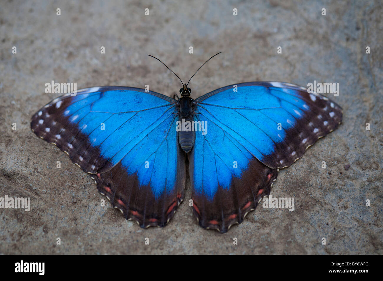 Blue Morpho peleides Butterfly Stock Photo
