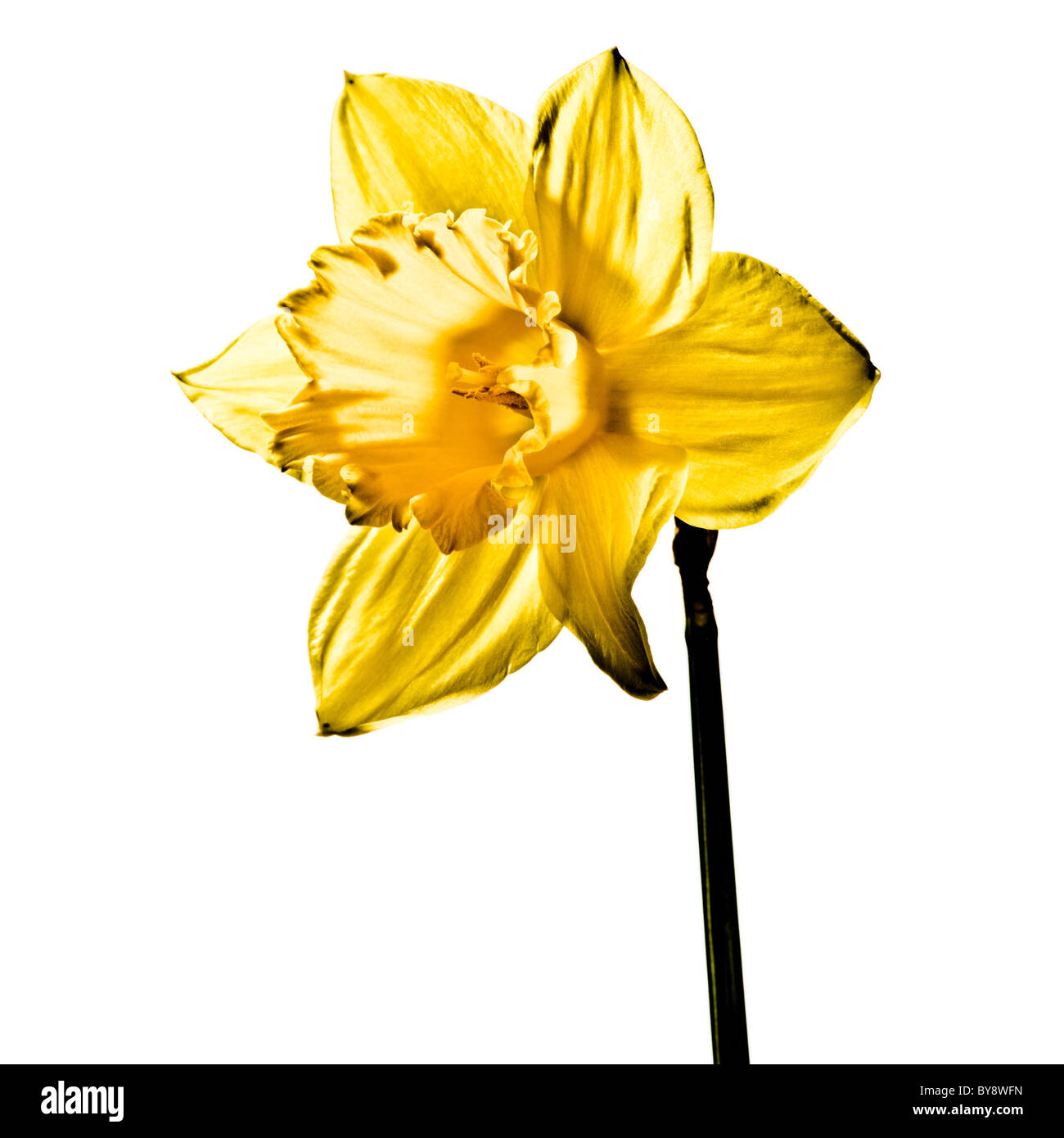Daffodil on white background Stock Photo