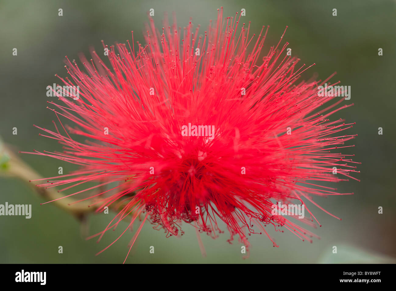 Red Mimosa Blossom  Pom Pom Calliandra tweedii Stock Photo