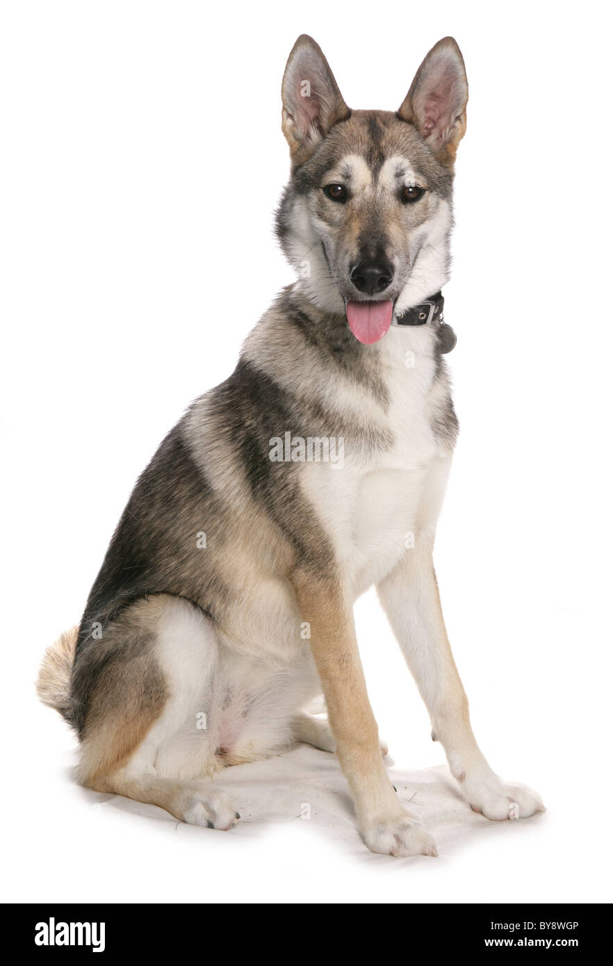 Tamaskan Single adult female dog sitting Studio Stock Photo