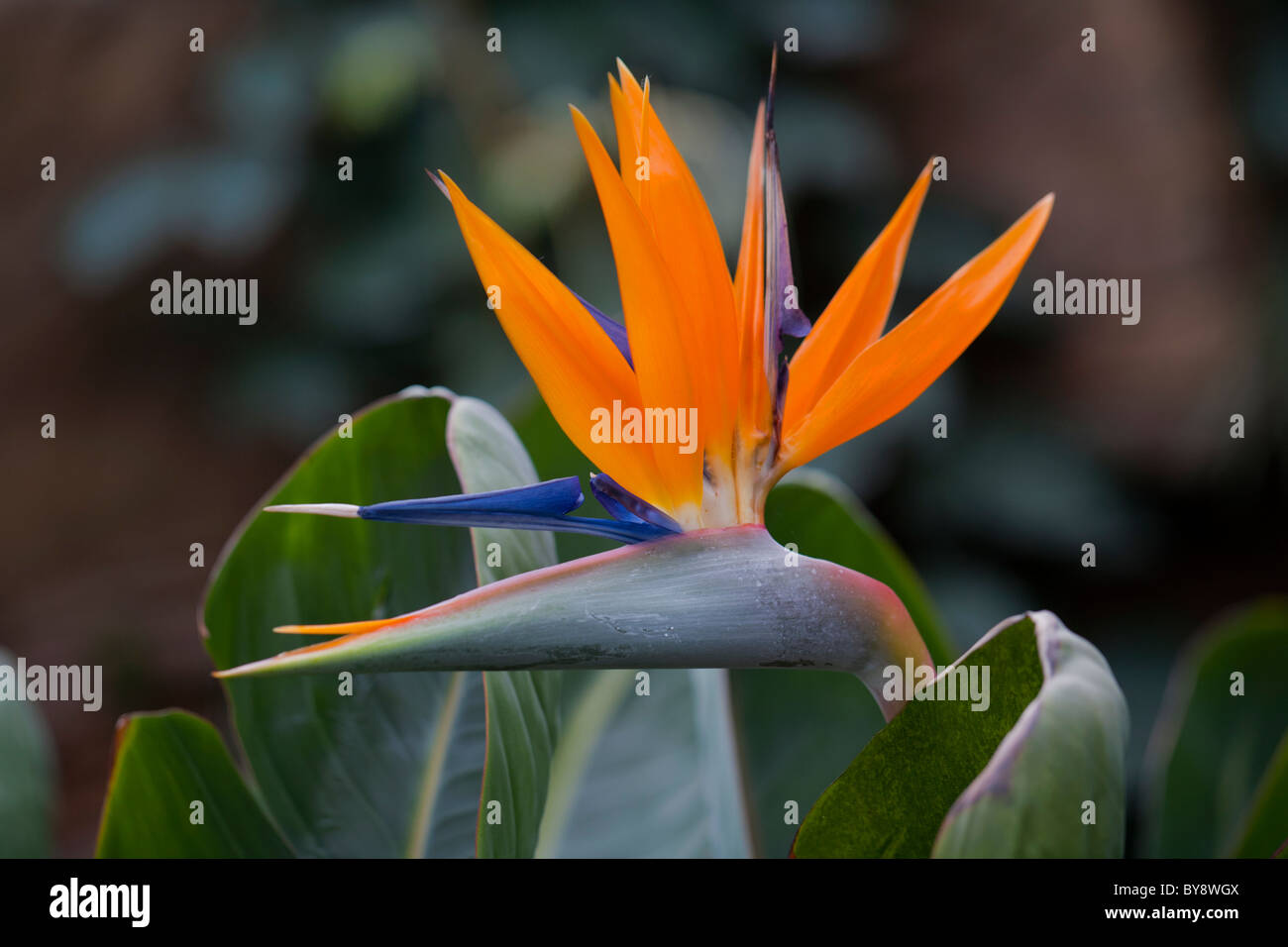 Strelitzia Reginae Kirstenbosch Gold Stock Photo - Alamy