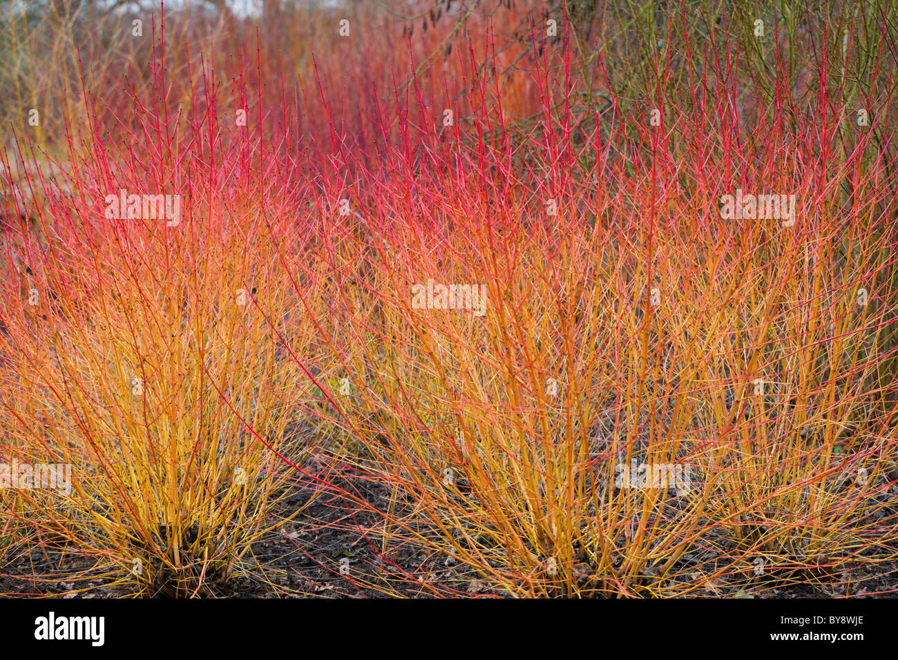 Dogwood shrub hi-res stock photography and images - Alamy